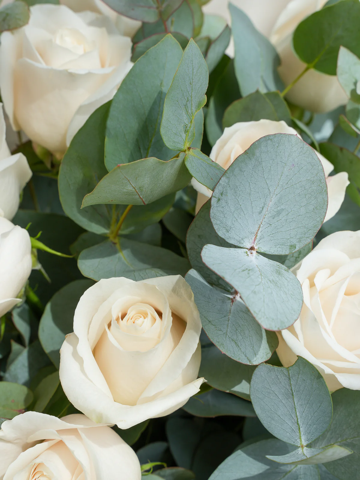 25 white roses bouquet flowers in kemer 2